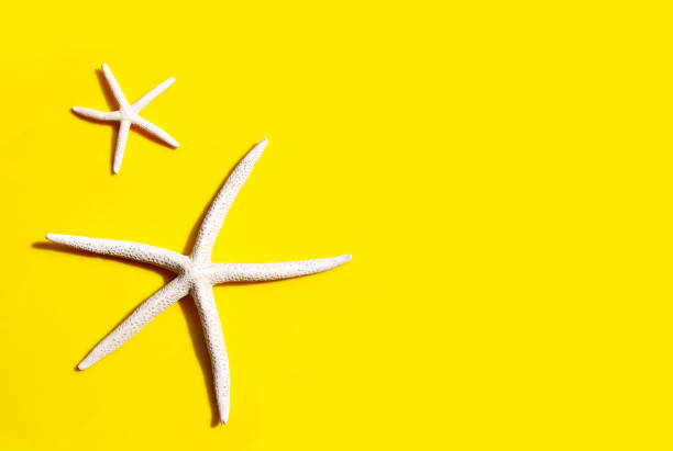 istock Starfish on yellow background. Enjoy summer holiday concept. 1263080711