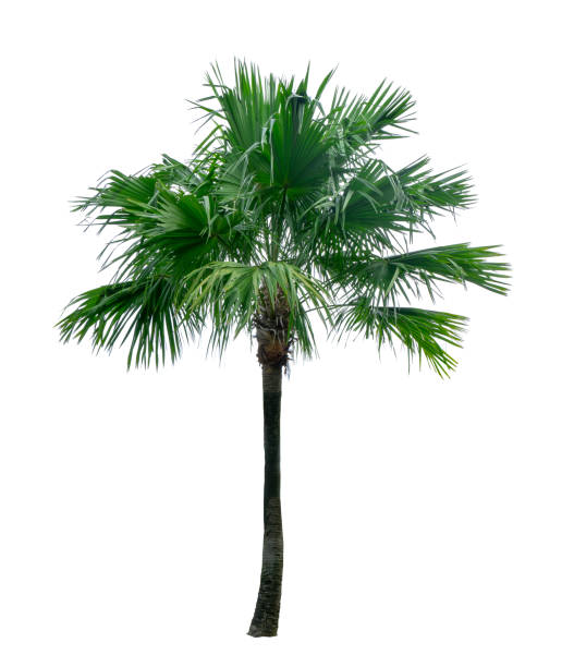 istock Single Anahaw or Footstool Palm tree isolated on white background, green round-leaf fan palmae plant die cut with clipping path 1263080718