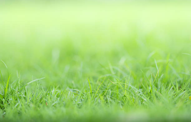 istock closeup of green grass on greenery blurred background and sunlight  in garden using for natural green plant ,ecology and copy space for wallpaper and backdrop. 1263081527