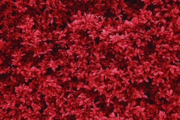 istock The abstract natural leaves texture concept tropical leaf nature background red background. 1263081808