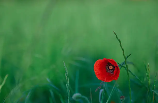 Poppy in the green field at sunrise.