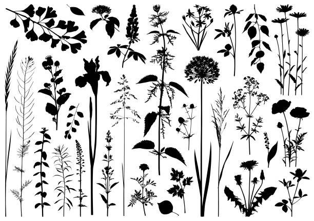 ilustraciones, imágenes clip art, dibujos animados e iconos de stock de siluetas de plantas - allium flower