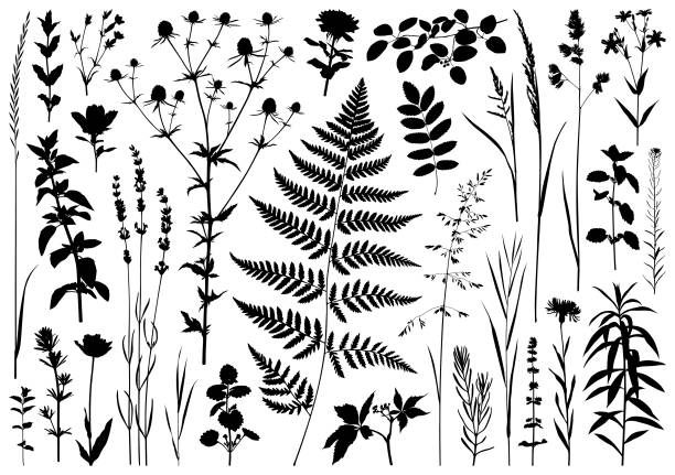 illustrations, cliparts, dessins animés et icônes de silhouettes de plantes - vector plant autumn season