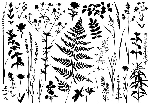 Set of plants silhouettes. Detailed images isolated black on white background. Vector design elements.