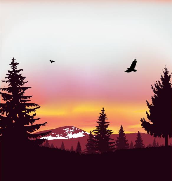 Image landscape. Sunset. Image landscape. Silhouette of coniferous trees on the background of snowy mountains and colorful sky. Sunset. Flying eagles. silhouette evergreen tree back lit pink stock illustrations