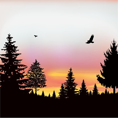 Landscape. Silhouette of coniferous trees on the background of colorful sky. Sunset. Flying eagles.