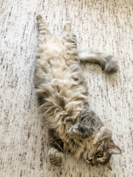 istock a cute tabby cat lying on a carpet 1263087099