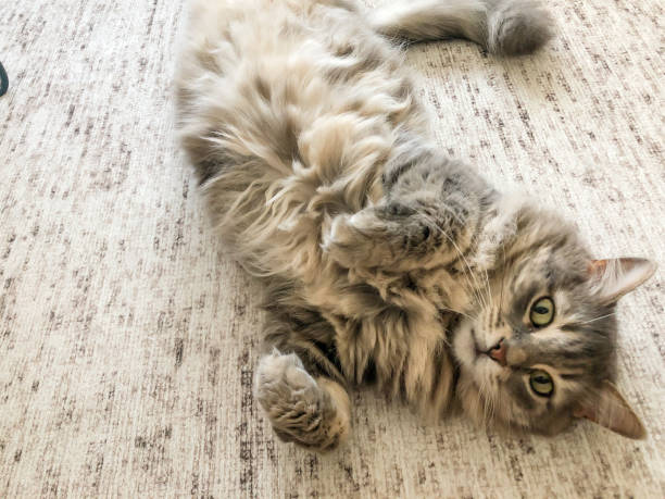 istock a cute tabby cat lying on a carpet 1263087115