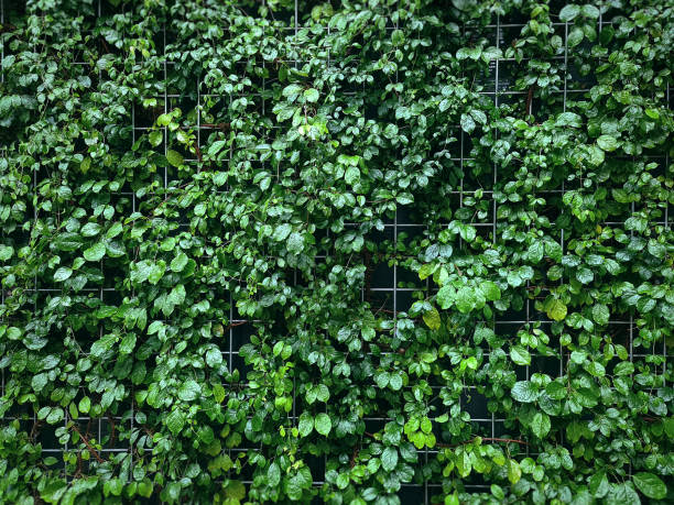 Full Frame Background of Wet Green Climbing Plants on Wire Mesh Wall