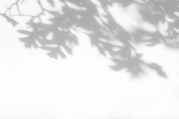istock gray shadow of hawthorn leaves on a white wall 1263089198