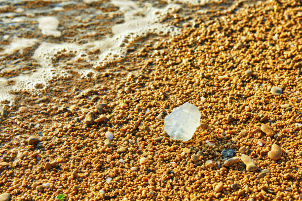 istock Small jellyfish lying on the seashore at sunset 1263090180