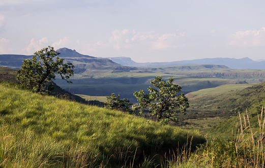 Two Common Protea bushes, Protea caffra, on the ridge of a mountain in the Royal Natal Park, in Northern point of the Drakensberg Mountain World Heritage Site in South Africa