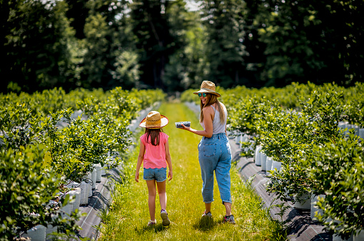 Young girl and mother picking blueberries from garden