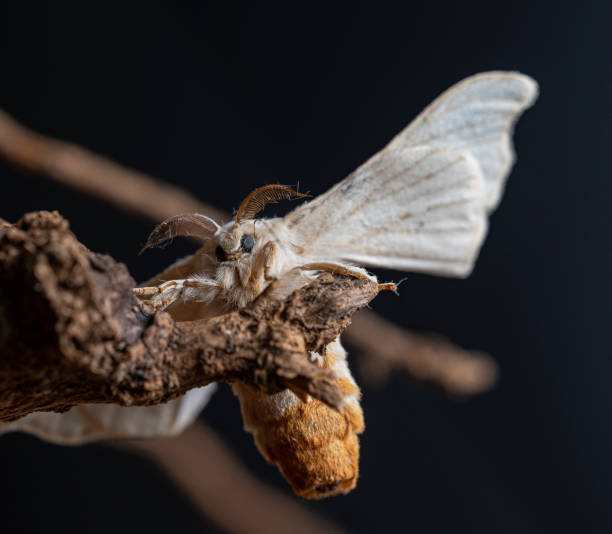 istock Silkworm on a branch with black background 1263093040