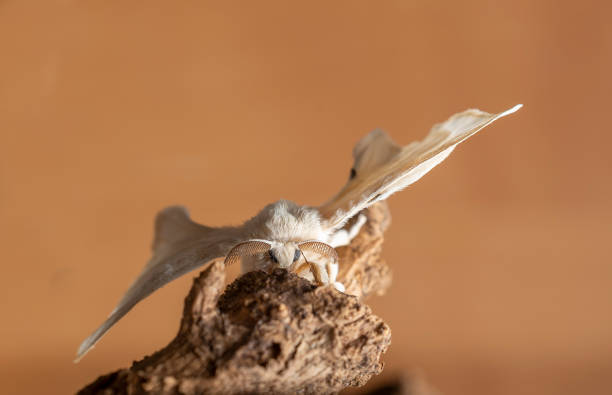 istock Silkworm on the rock with black background 1263093056
