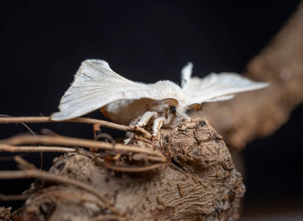 istock Silkworm on a branch with black background 1263093062