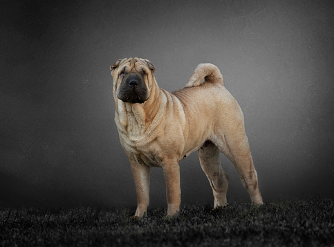 portrait of a Shar Pei dog in grey background