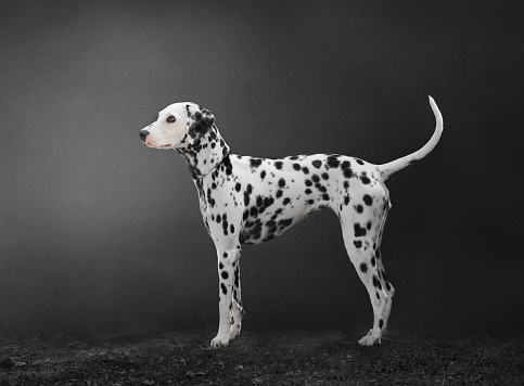 Dalmatian dog isolated on grey background