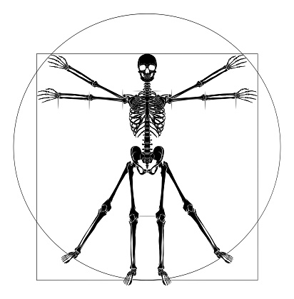 A human skeleton in a Da Vinci Vitruvian man style pose concept