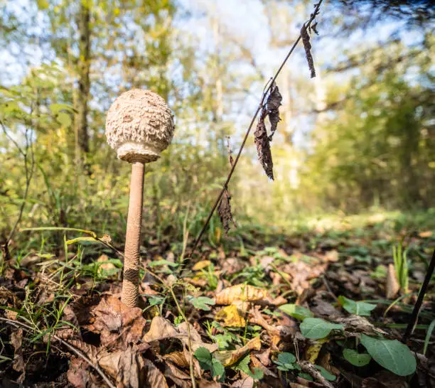 UV filter, sun visor, wide-angle lens, crested tintling, asparagus mushroom, porcelain tintling, ink fungus, ink crested, Coprinus comatus, spherical mushroom hat,