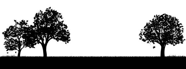 illustrazioni stock, clip art, cartoni animati e icone di tendenza di campo d'erba o parco e alberi in silhouette - alberato