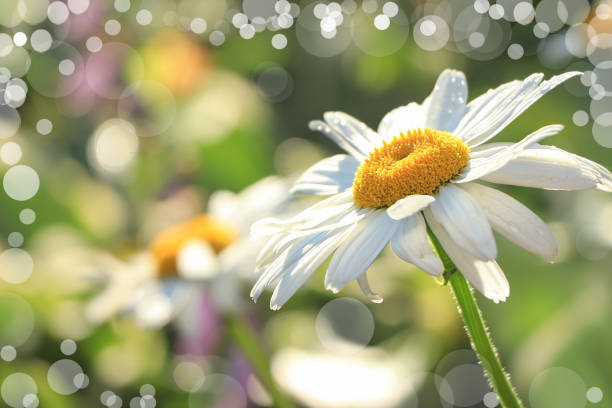 Abstract natural background, summer chamomile on bokeh background, blurred focus. Beautiful summer garden in the early morning with natural bokeh and dew background,
