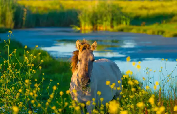 Horse along the edge of a lake with reed and colorful wild flowers at sunrise in an early summer morning under a blue sky, Almere, Flevoland, The Netherlands, July 31, 2020