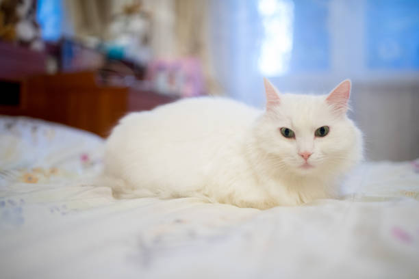 istock white home fluffy cat in the apartment 1263096966