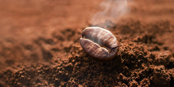 istock Roasted Coffee Beans On Vintage Table 1263097825