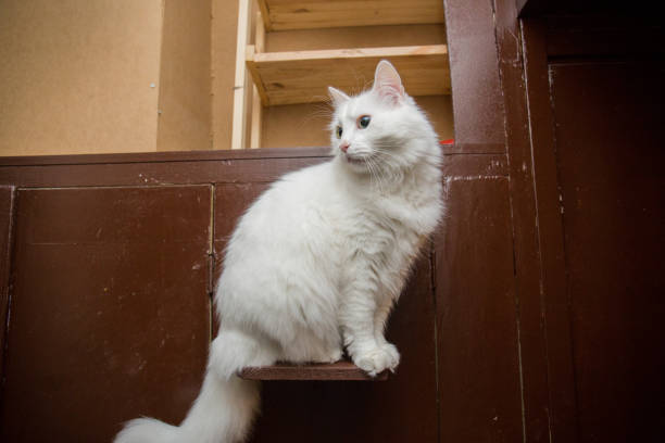 istock white home fluffy cat in the apartment 1263098264
