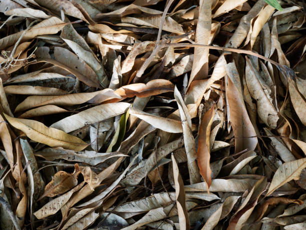 istock Dry brown mango leaves background. Top view. 1263098883