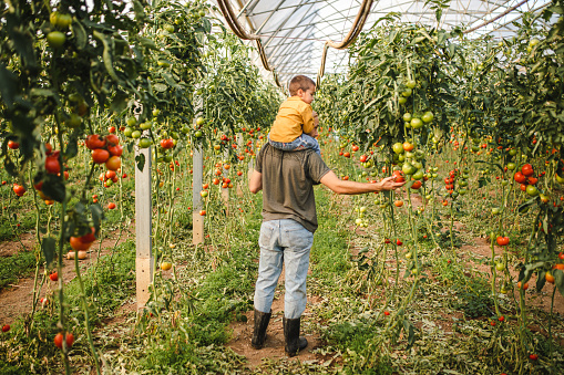 Mid adult farmer carrying on shoulders his 5 year old son while observing their organic greenhouse