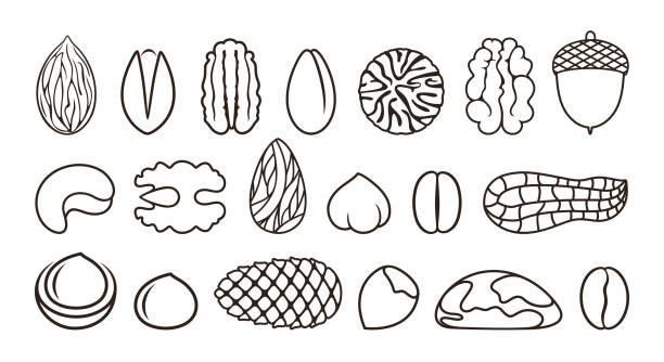 ilustraciones, imágenes clip art, dibujos animados e iconos de stock de esquema de la tuerca. contorno aislado de la tuerca sobre fondo blanco - pine nut illustrations