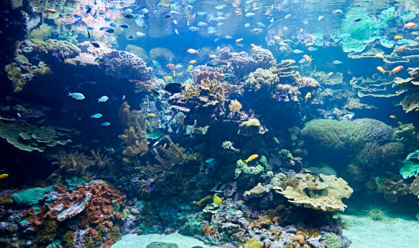 istock Brightly colored fish in the vast ocean 1263100110