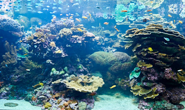 istock Brightly colored fish in the vast ocean 1263100111