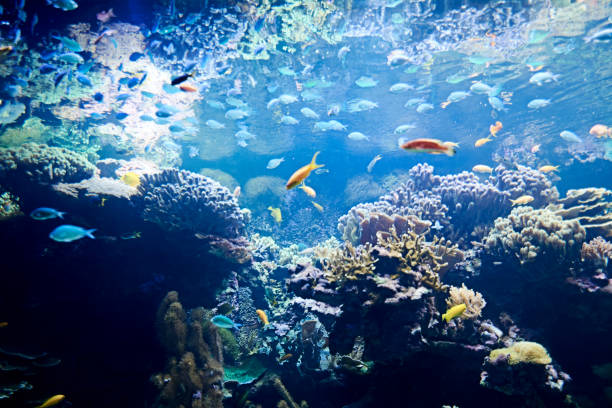 istock Brightly colored fish in the vast ocean 1263100114