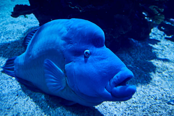 istock Napoleon fish swimming on the sea sand 1263100121