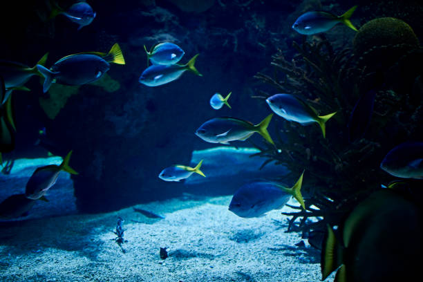 istock Brightly colored fish in the vast ocean 1263100124