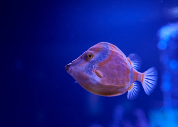 istock Raor fish swimming in the sea 1263100126