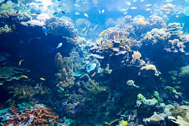 istock Brightly colored fish in the vast ocean 1263100147