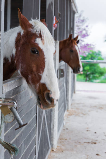 istock Group of spotted horses 1263100243