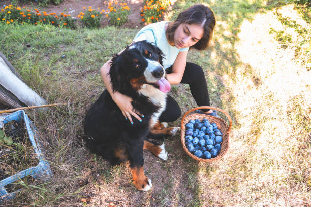 Best friends Young girl picking plums with his bernese mountain dog serbian raki stock pictures, royalty-free photos & images