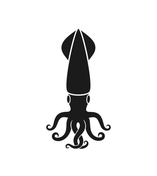 Squid logo. Isolated squid on white background EPS 10. Vector illustration loligo stock illustrations