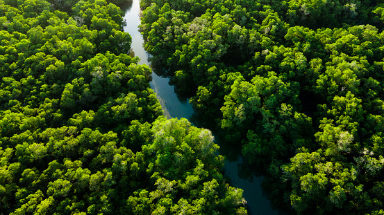 Aerial view from flying drone of green trees and plants in mangrove forest with river in Asia