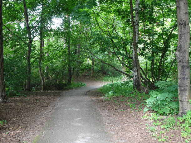 istock shady walking path in a summer park 1263102135