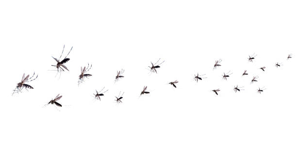 mosquitos voladores aislados sobre fondo blanco - mosca insecto fotografías e imágenes de stock