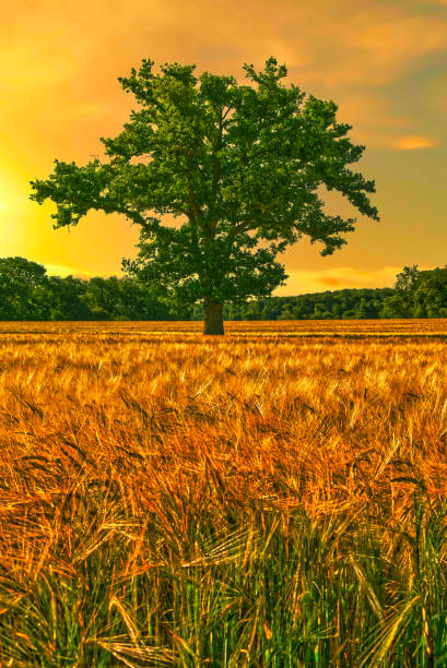 Solitary Chestnut Tree in Wheat Field Summer Landscape