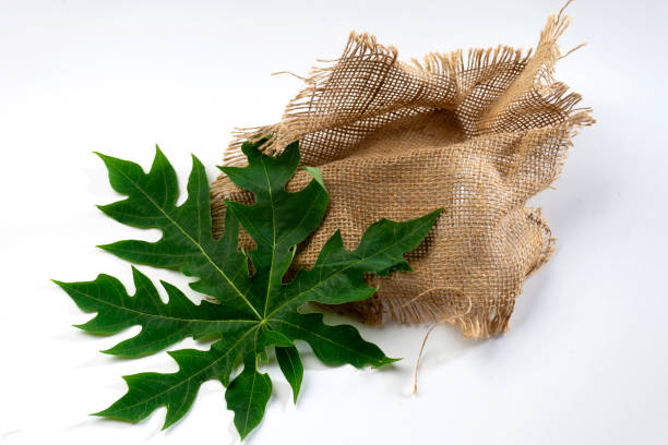 istock Green leaf plant with burlap cloth 1263104456