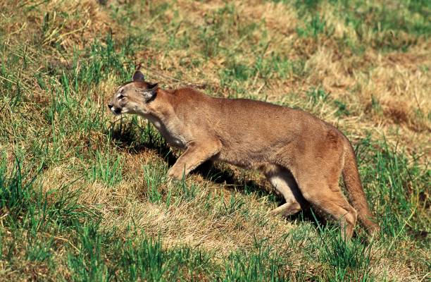 istock Cougar, puma concolor, Adult walking on Grass 1263104530