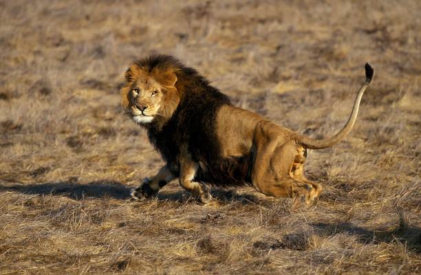 istock African Lion, panthera leo, Male running 1263104533